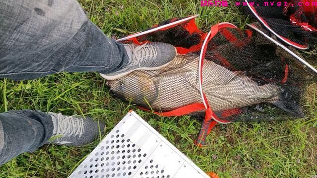 盛夏才是钓鲢鳙的好时节，这些“秘诀”要学会，鲢鳙爆护不是难事(图5)