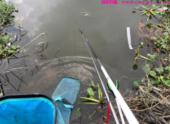 钓鲢鳙6个实用技巧，如何做到不再锚鱼？钩距、水层影响中鱼几率(图3)