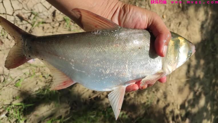 高温正适合钓鲢鳙,鲢鳙的垂钓方法总结(图1) 高温正适合钓鲢鳙,鲢鳙的垂钓方法总结(图1)
