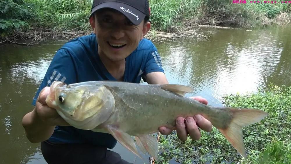 高温正适合钓鲢鳙,鲢鳙的垂钓方法总结(图4) 高温正适合钓鲢鳙,鲢鳙的垂钓方法总结(图4)