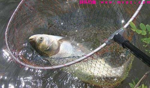 作钓鲢鳙什么风向最适合?(图7) 作钓鲢鳙什么风向最适合?(图7)