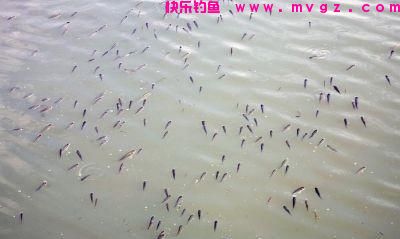 作钓鲢鳙什么风向最适合?(图4) 作钓鲢鳙什么风向最适合?(图4)