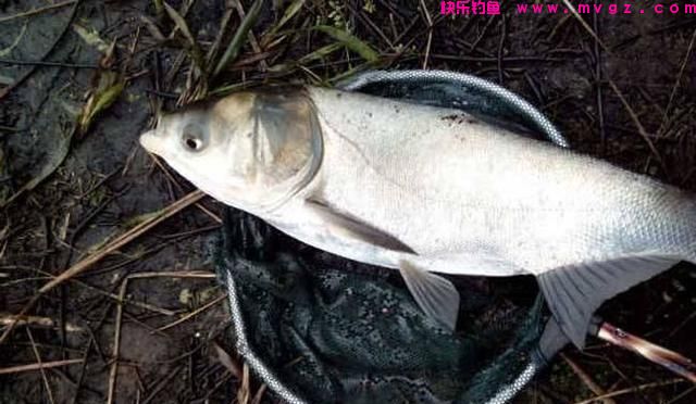 作钓鲢鳙什么风向最适合?(图3) 作钓鲢鳙什么风向最适合?(图3)