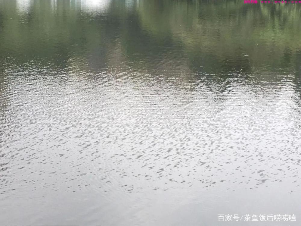 夏钓鲢鳙，这3个点，你注意到了吗？(图3)