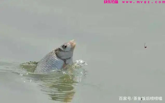 夏钓鲢鳙，这3个点，你注意到了吗？(图2)