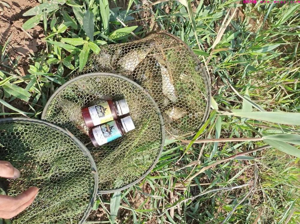 高温天气,野钓就要钓鲢鳙,用这套“独门秘籍”,连竿鲢鳙超过瘾(图7) 高温天气,野钓就要钓鲢鳙,用这套“独门秘籍”,连竿鲢鳙超过瘾(图7)