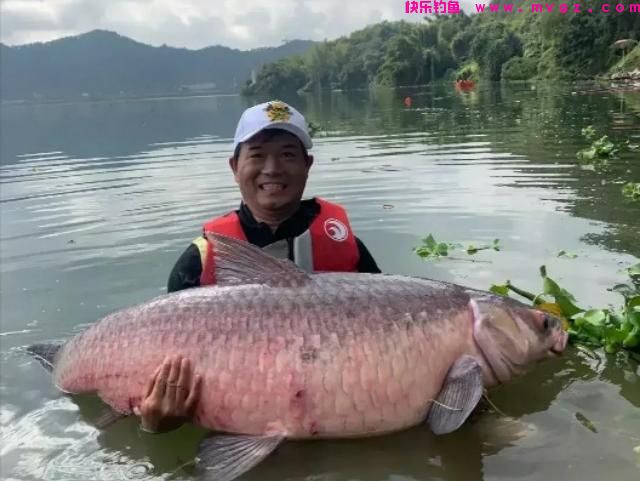 同体型什么鱼力气最大?鲢鳙甚至上不了榜,这几种鱼堪称水中蛮牛(图2) 同体型什么鱼力气最大?鲢鳙甚至上不了榜,这几种鱼堪称水中蛮牛(图2)