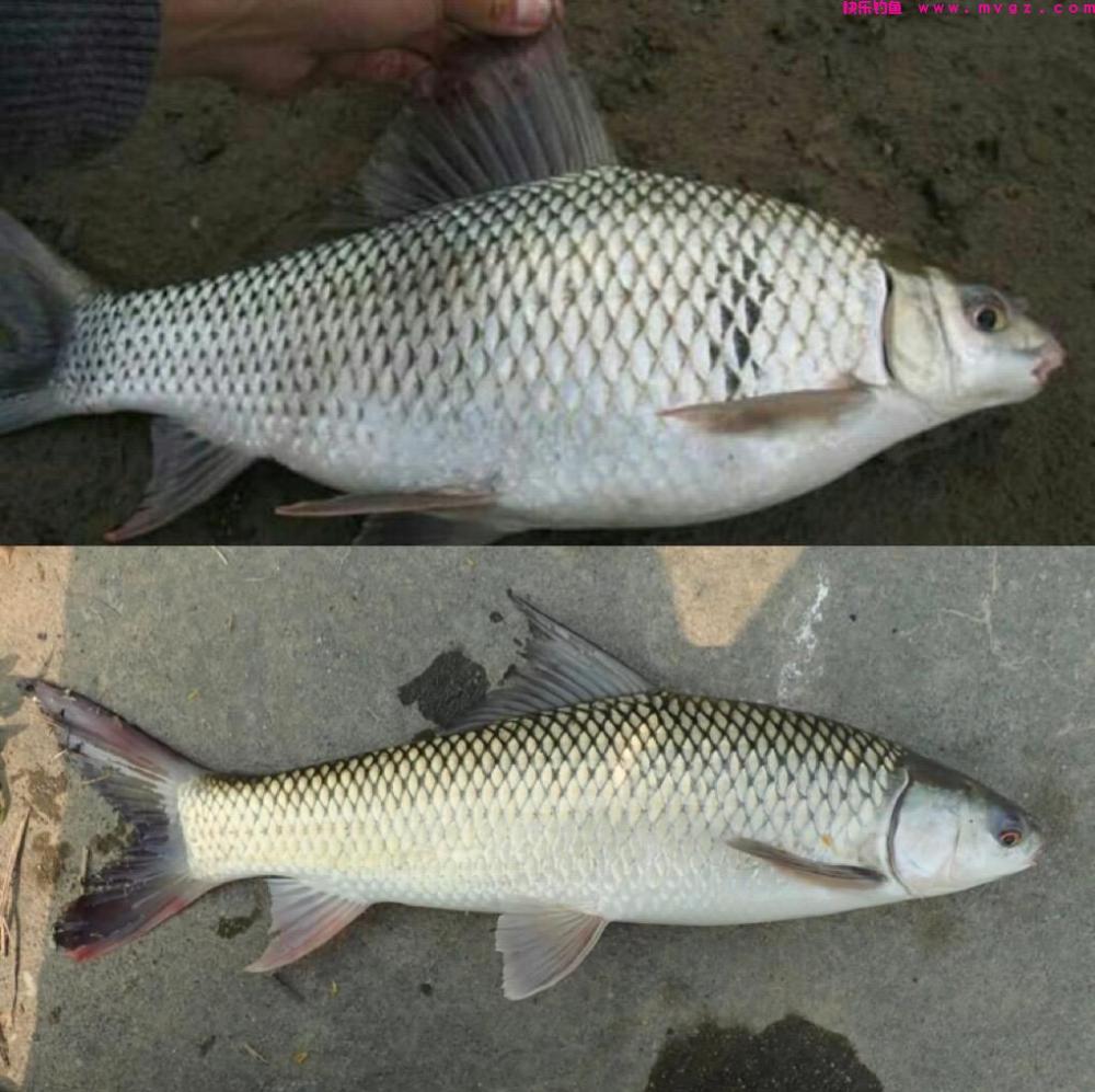 同体型什么鱼力气最大?鲢鳙甚至上不了榜,这几种鱼堪称水中蛮牛(图6) 同体型什么鱼力气最大?鲢鳙甚至上不了榜,这几种鱼堪称水中蛮牛(图6)