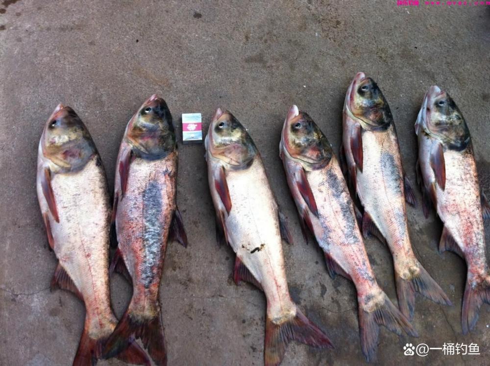钓鲢鳙装备推荐,依据自身实战经验(图2) 钓鲢鳙装备推荐,依据自身实战经验(图2)