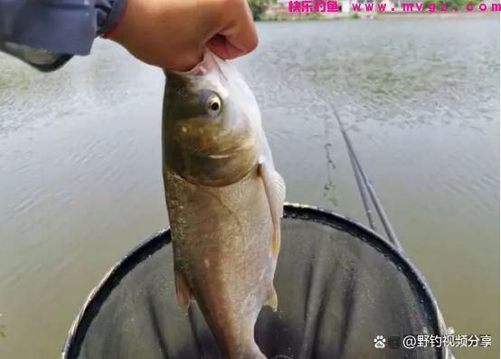 夏季手竿钓鲢鳙,教你3个“连竿秘诀”,学会了不愁大鱼不上钩(图3) 夏季手竿钓鲢鳙,教你3个“连竿秘诀”,学会了不愁大鱼不上钩(图3)