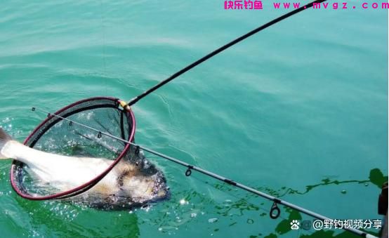 夏季手竿钓鲢鳙,教你3个“连竿秘诀”,学会了不愁大鱼不上钩(图4) 夏季手竿钓鲢鳙,教你3个“连竿秘诀”,学会了不愁大鱼不上钩(图4)