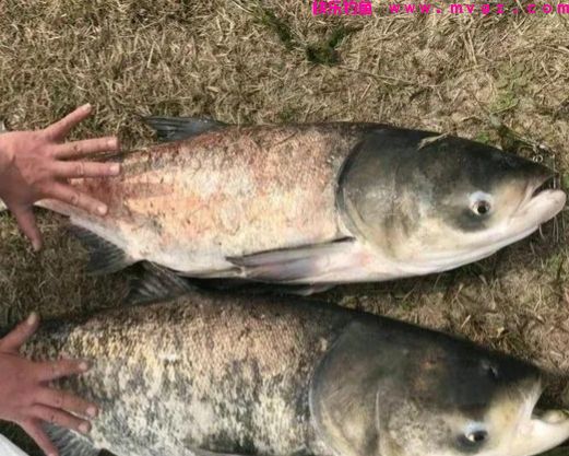 有风条件下野钓鲢鳙，作钓风向很关键，三个原则要记全(图3)