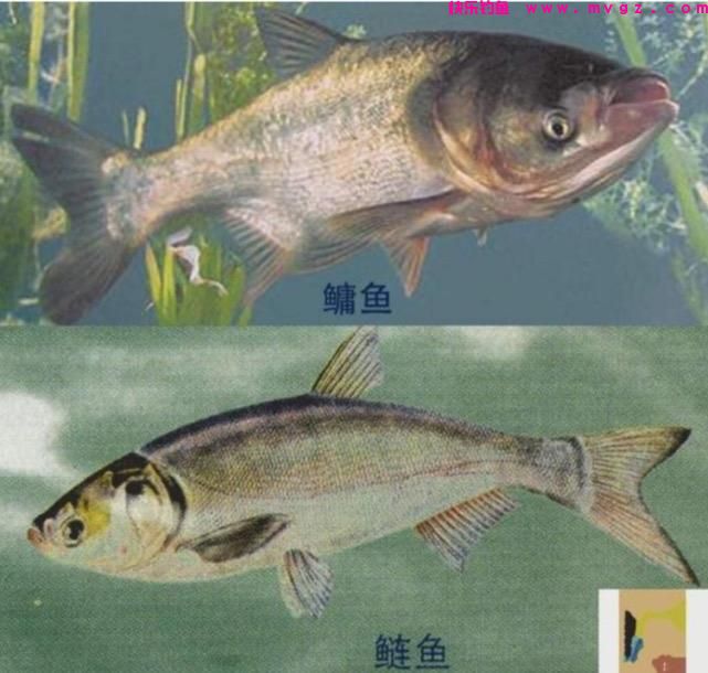 夏季钓鲢鳙，新手掌握好这三点，你也能盘老板(图2)
