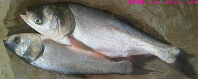 钓鲢鳙最佳商品饵料有哪些？(图1)