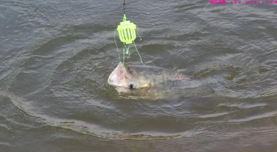 垂钓鲢鳙想节省饵料？需从4点做起，能兼顾提升中鱼率(图4)