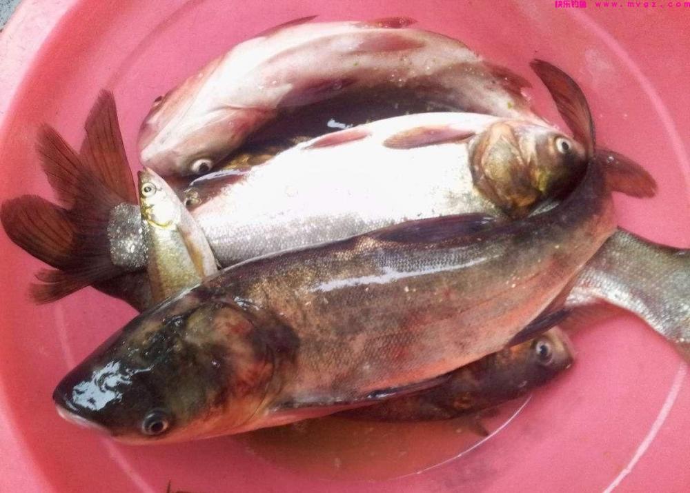 喜欢钓鲢鳙的钓友有福了，邓刚和崔炳亮难得起争执，都来学学吧(图5)