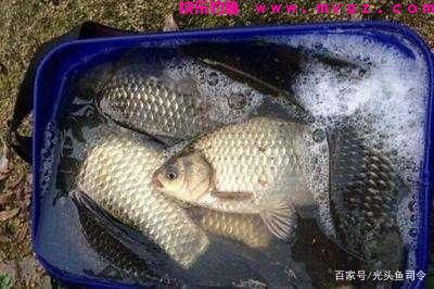 收费水库为何不能钓鲢鳙？老板说：别耽误我钓“人”！(图10)