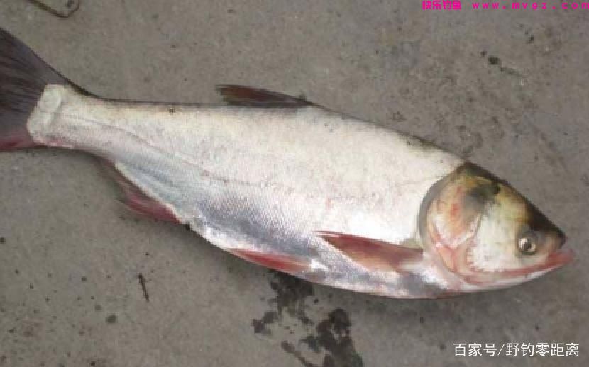 关于鲢鳙不得不说的故事，作为钓鱼人必须要先了解鲢鳙的习性