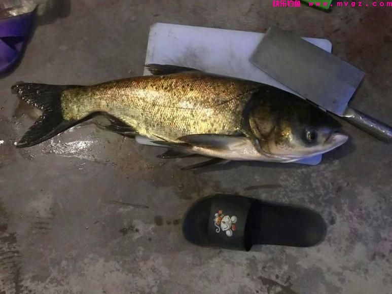 手竿能不能钓到鲢鳙？掌握4个知识点，提升渔获有帮助(图3)