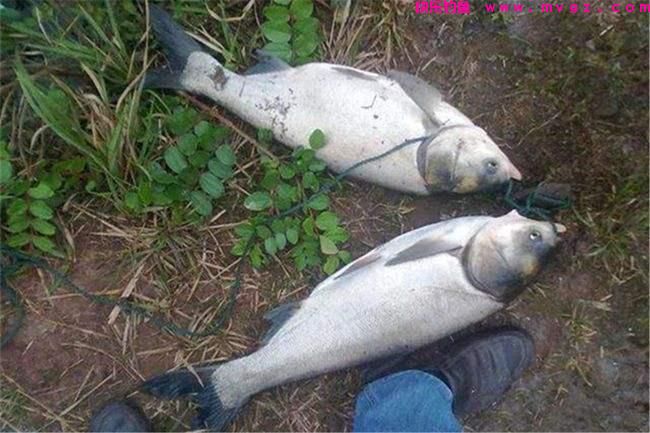 钓鲢鳙，线组、鱼竿不会选，你就等着跑鱼吧！(图3)