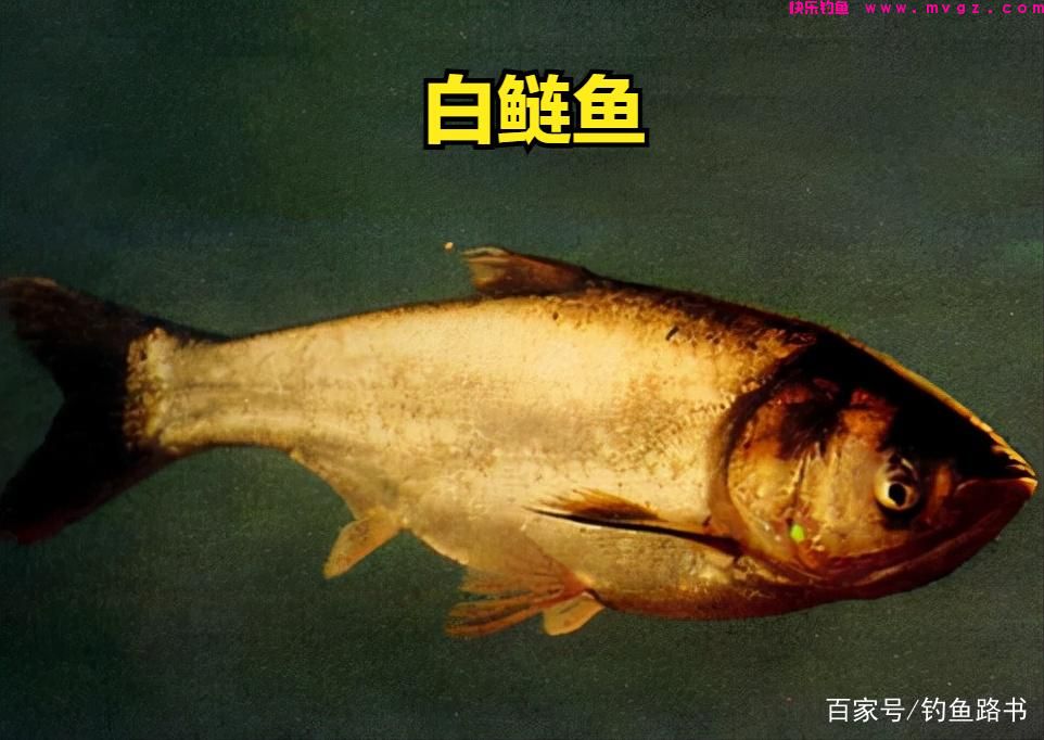 钓好鲢鳙的绝招(图2)