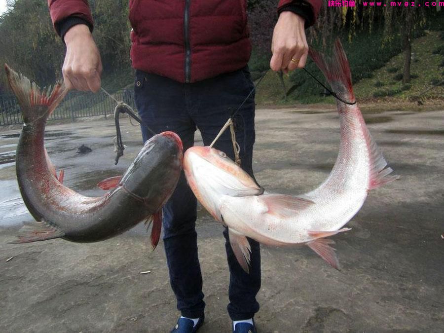 冬季鲢鳙难钓吗？实战经验让我打破了这个偏见(图1)