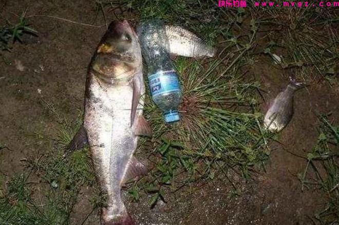 手竿钓鲢鳙用这些技巧，不愁大鱼不上钩(图3)