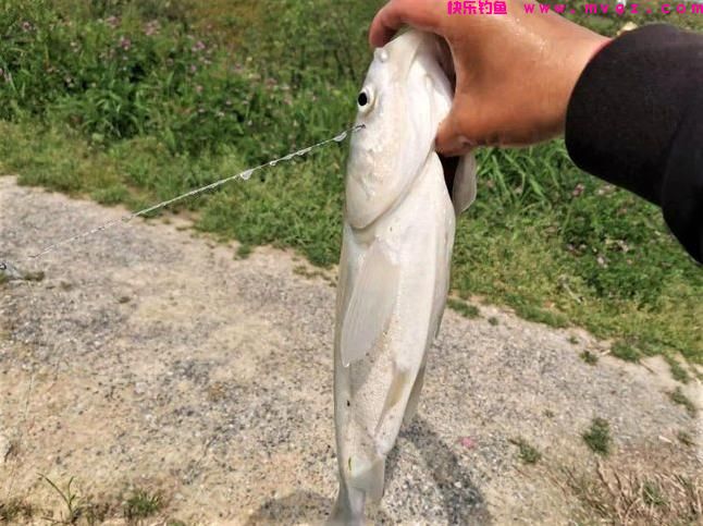 手竿钓鲢鳙用这些技巧，不愁大鱼不上钩(图6)