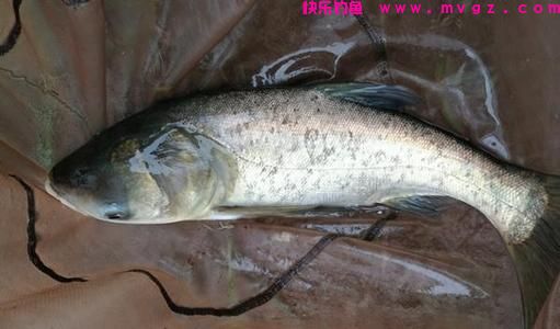 鲢鳙怎么钓？高手透露5大钓法技巧(图1)