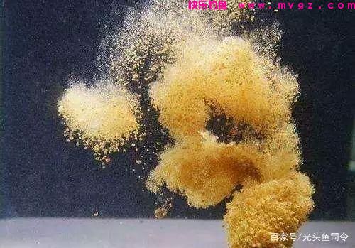 野钓能用“散炮”吗？3种情况效果好，3种情况不能使用！(图3)