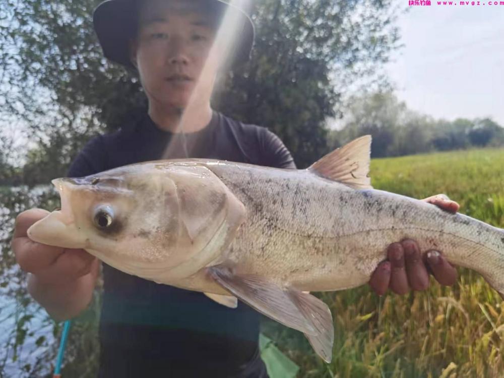 浮漂上下晃动却钓不到鱼，换细线小钩还不行，其实是它来闹窝了！(图8)