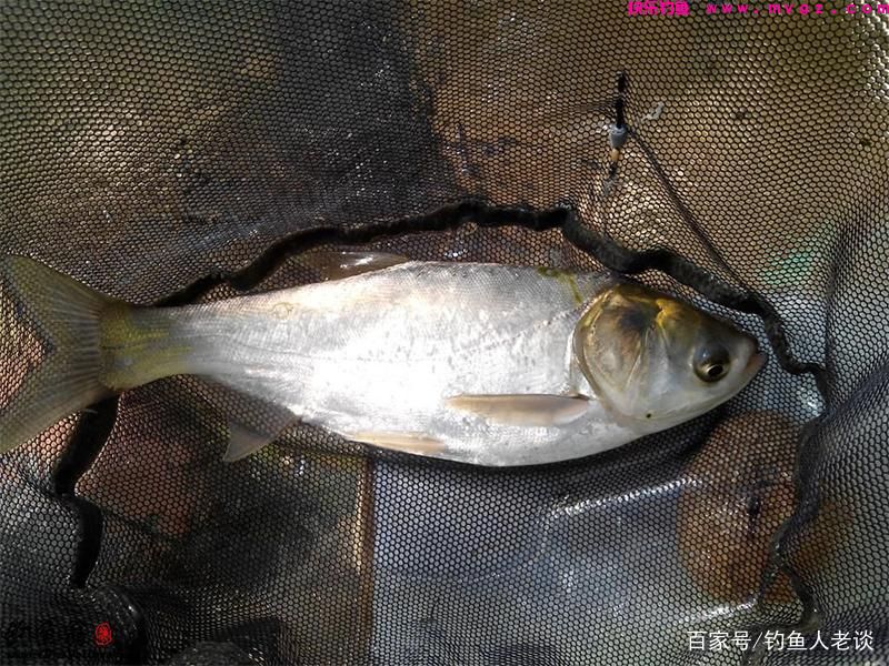 要想钓好鲢鳙，如果不注意这4个细节，再牛的饵料也钓不到鱼(图4)