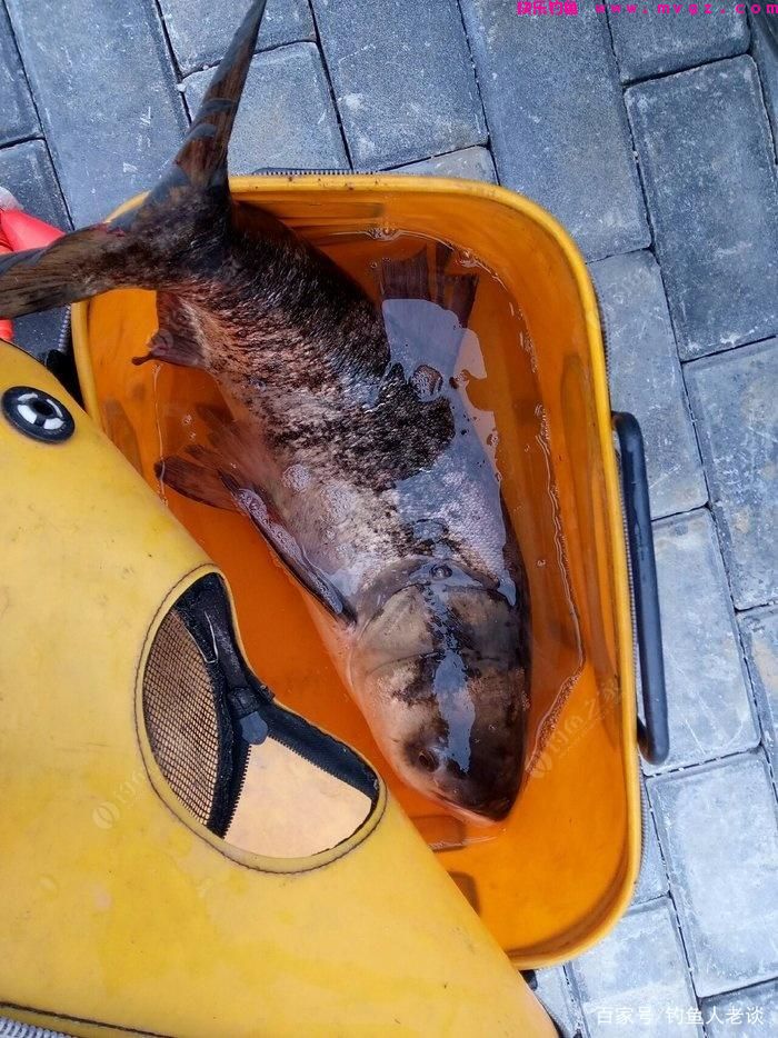 要想钓好鲢鳙，如果不注意这4个细节，再牛的饵料也钓不到鱼(图3)