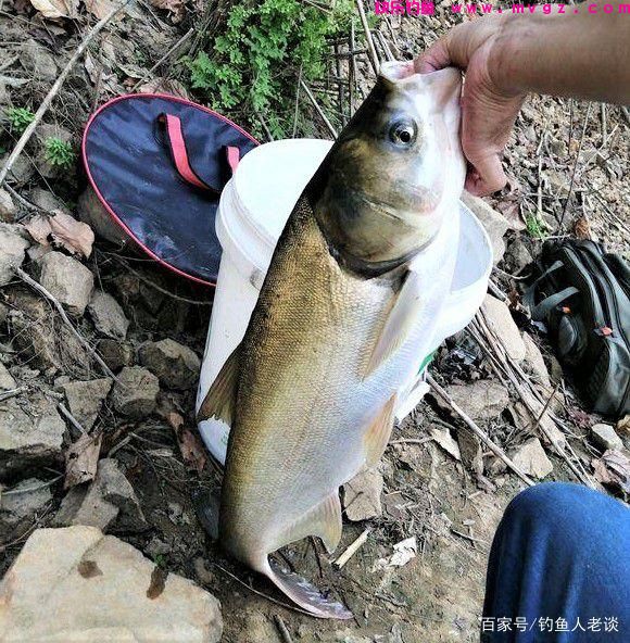 要想钓好鲢鳙，如果不注意这4个细节，再牛的饵料也钓不到鱼(图5)