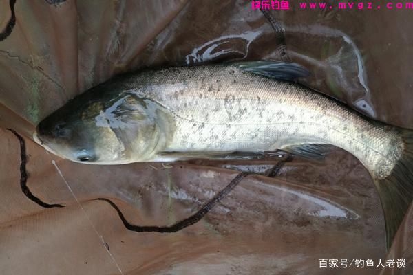 盛夏季节钓鲢鳙，教你5个选钓位的技巧，渔获“翻倍”(图2)