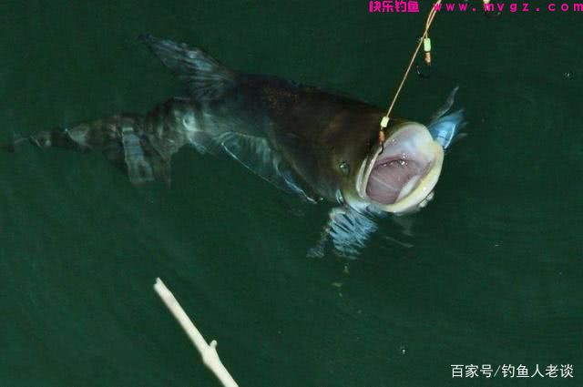夏天学会这些钓鲢鳙的技巧，像邓刚老师一样到处“盘老板”(图3)