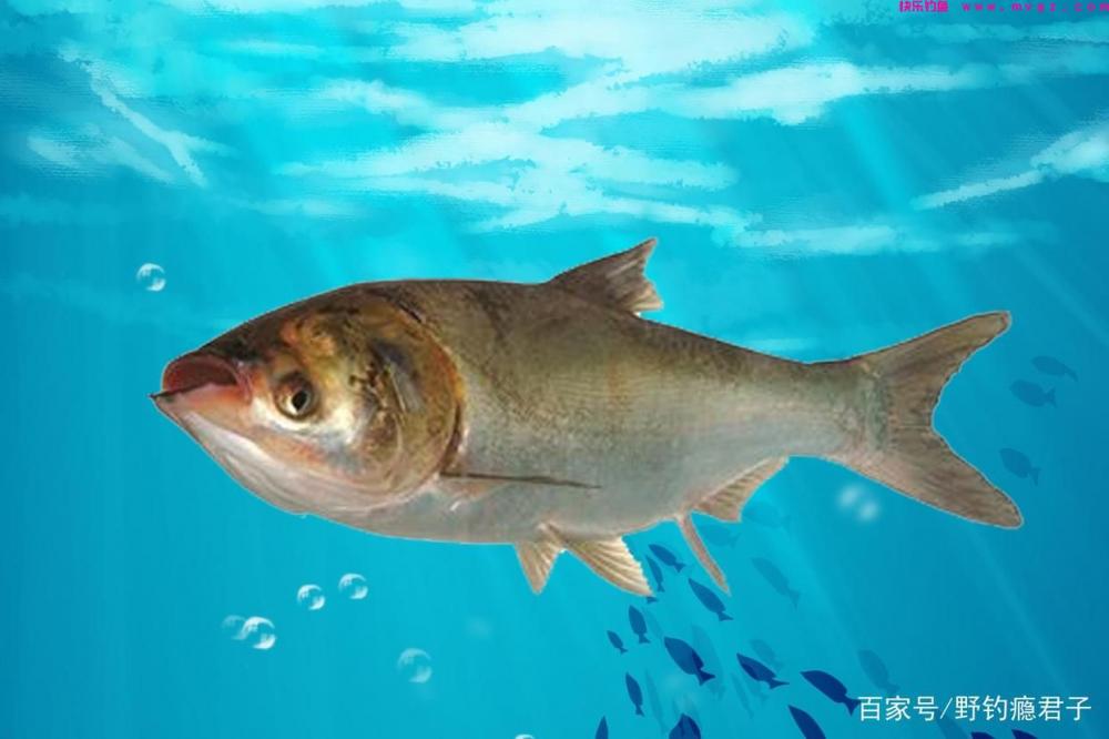 鲢鳙想要钓的爽，这些技巧需知道(图4)