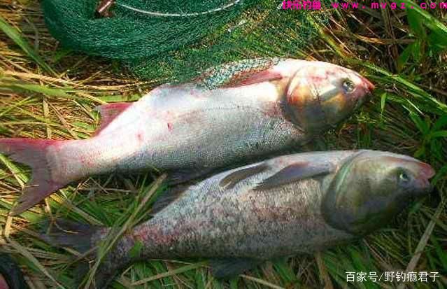 鲢鳙想要钓的爽，这些技巧需知道(图3)