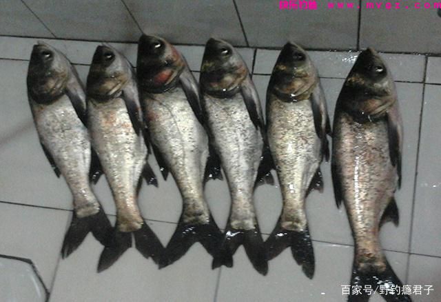 鲢鳙想要钓的爽，这些技巧需知道(图5)