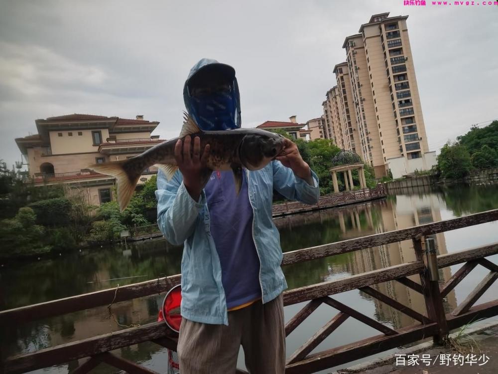 如何轻松钓鲢鳙今天就教你(图1)