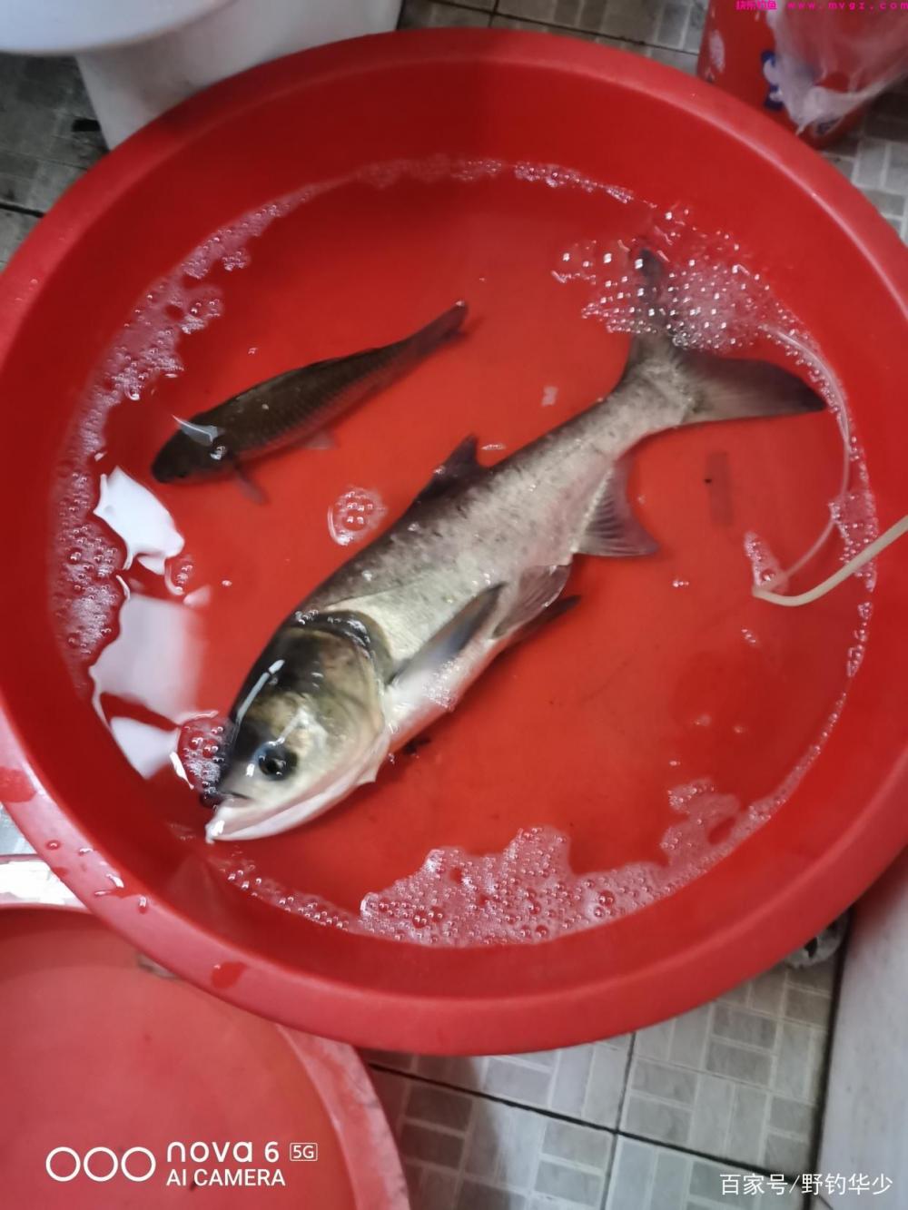 如何轻松钓鲢鳙今天就教你(图2)