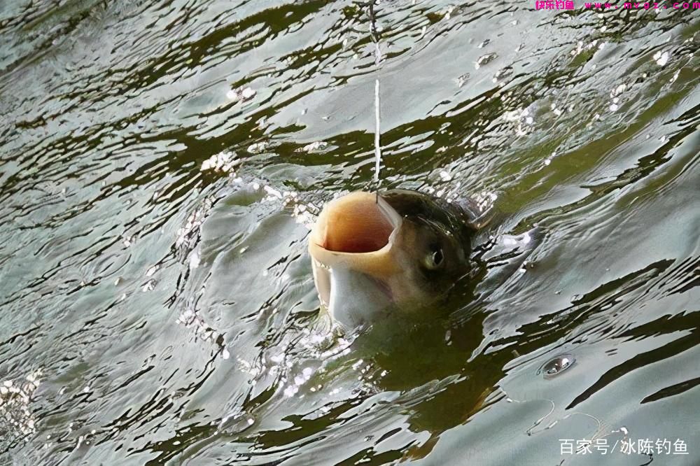 钓鲢鳙，记住这6步，轻松学会“正确”钓鲢鳙，对新手钓友很有用(图1)