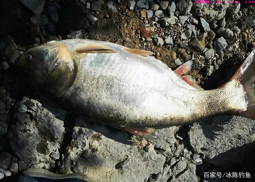 钓鲢鳙，记住这6步，轻松学会“正确”钓鲢鳙，对新手钓友很有用(图6)