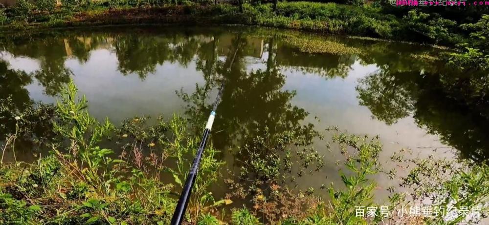 钓后感！鲢鳙应该怎么钓？仅仅野钓4次鲢鳙的快乐体验与困惑(图4)