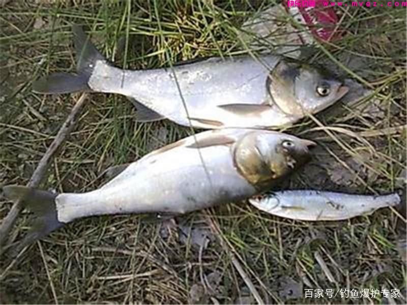 手竿钓鲢鳙怎么钓？鲢鳙钓法技巧(图1)