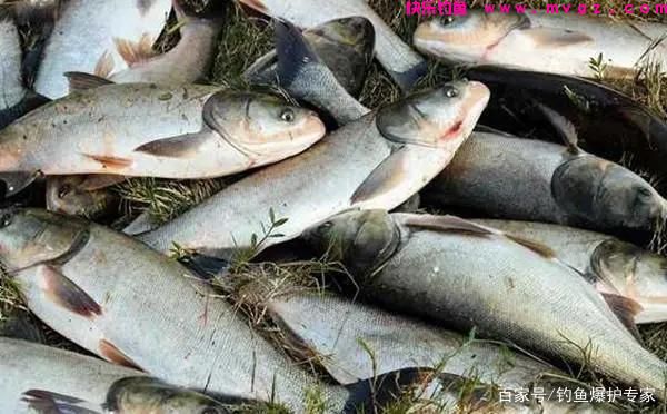 手竿钓鲢鳙怎么钓？鲢鳙钓法技巧(图3)
