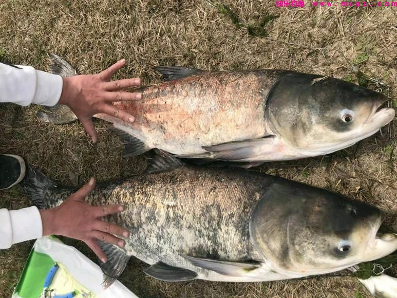 老钓客分享，钓鲢鳙鱼的一些秘法，学会后你会为鱼太多而发愁！(图3)