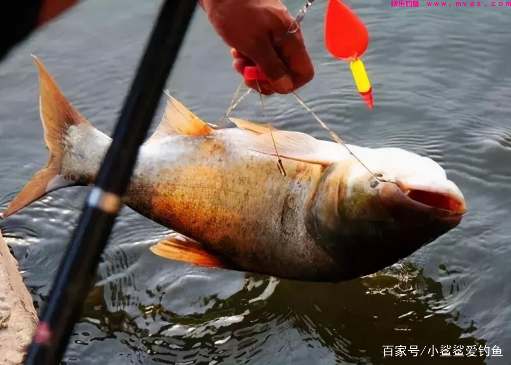 自制钓鲢鳙的饵料方法，比商品饵渔获高一倍！(图3)