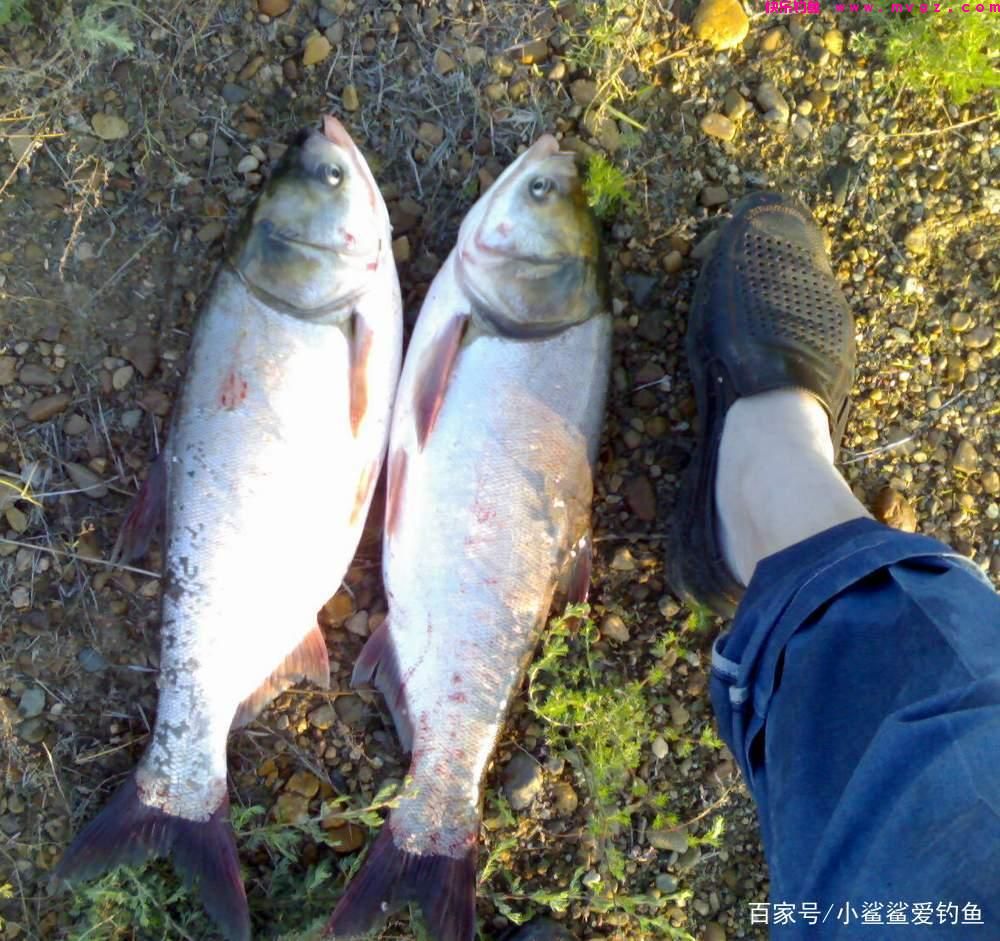 自制钓鲢鳙的饵料方法，比商品饵渔获高一倍！(图1)
