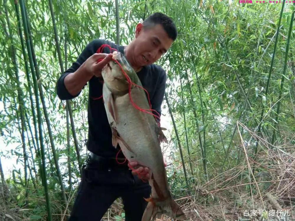 学浮钓鲢鳙，好轻松爆护(图1)